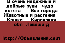 В очень надежные и добрые руки - чудо - котята!!! - Все города Животные и растения » Кошки   . Кировская обл.,Леваши д.